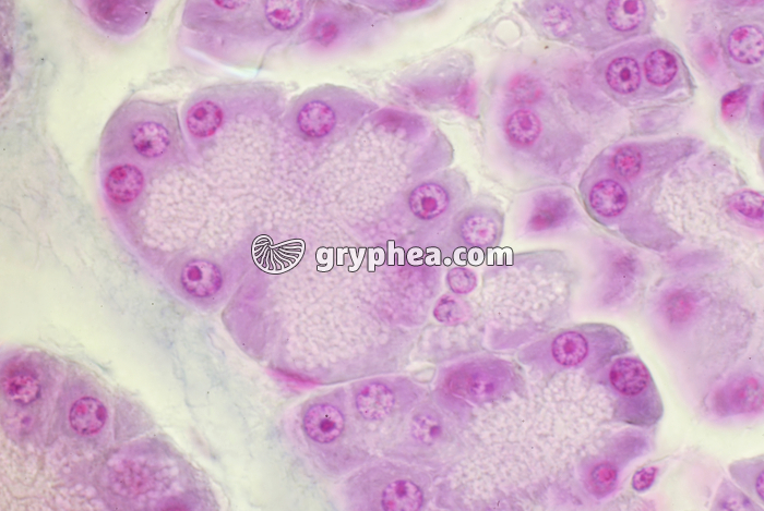 Pancréas x400 - gryphea.org